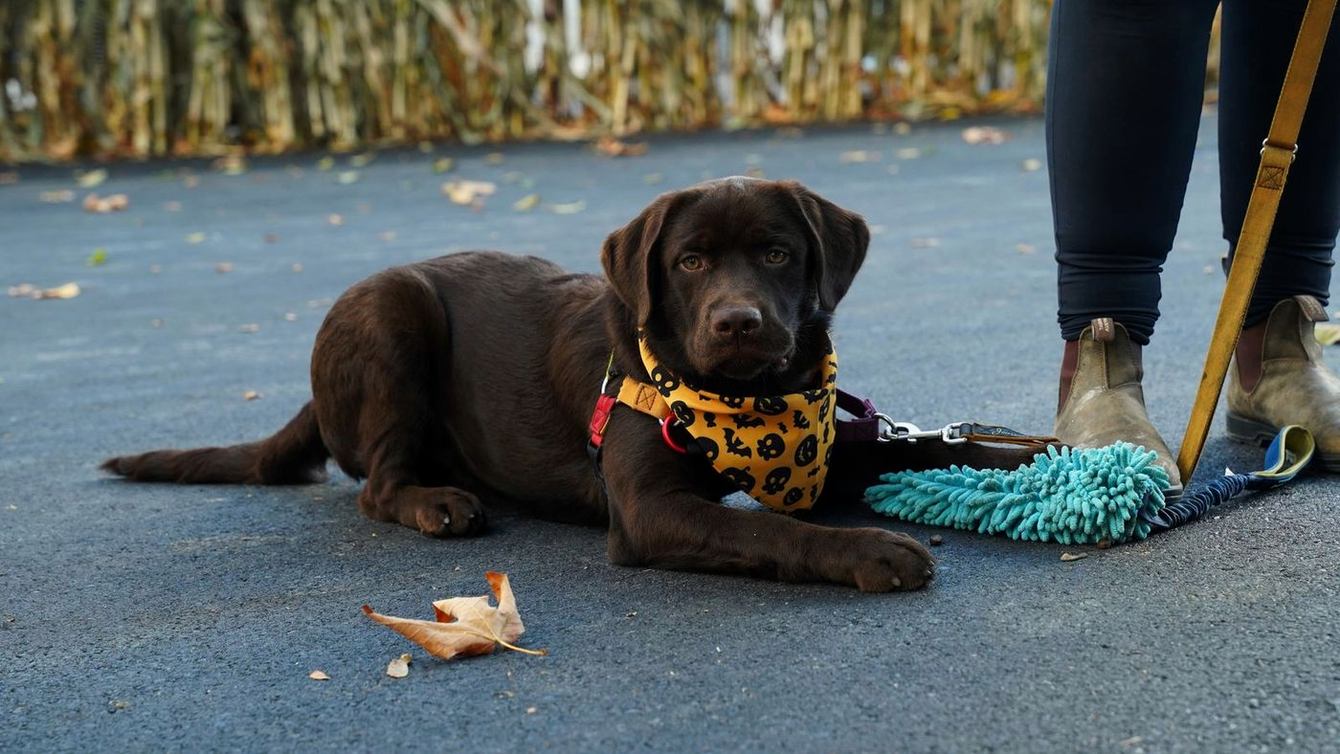 Chocolate Labrador puppy lying on the pavement in a bandana