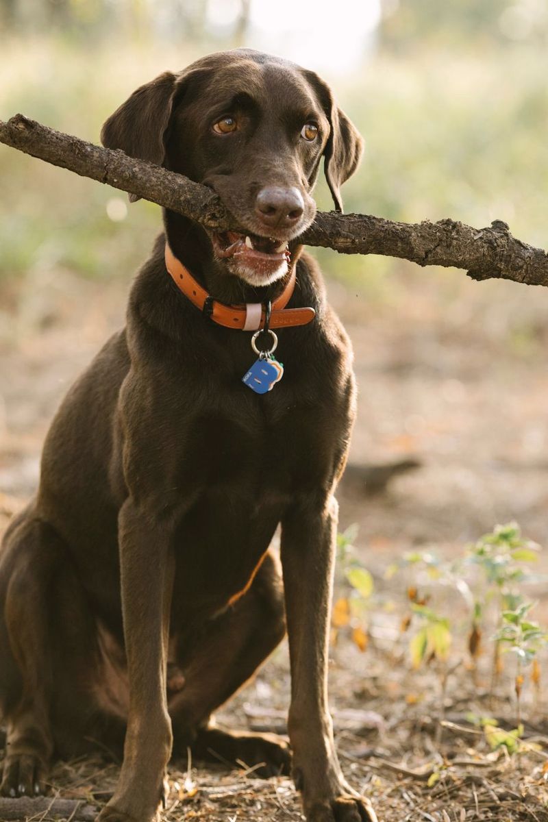 Chocolate Labrador sitting with a stick in its mouth