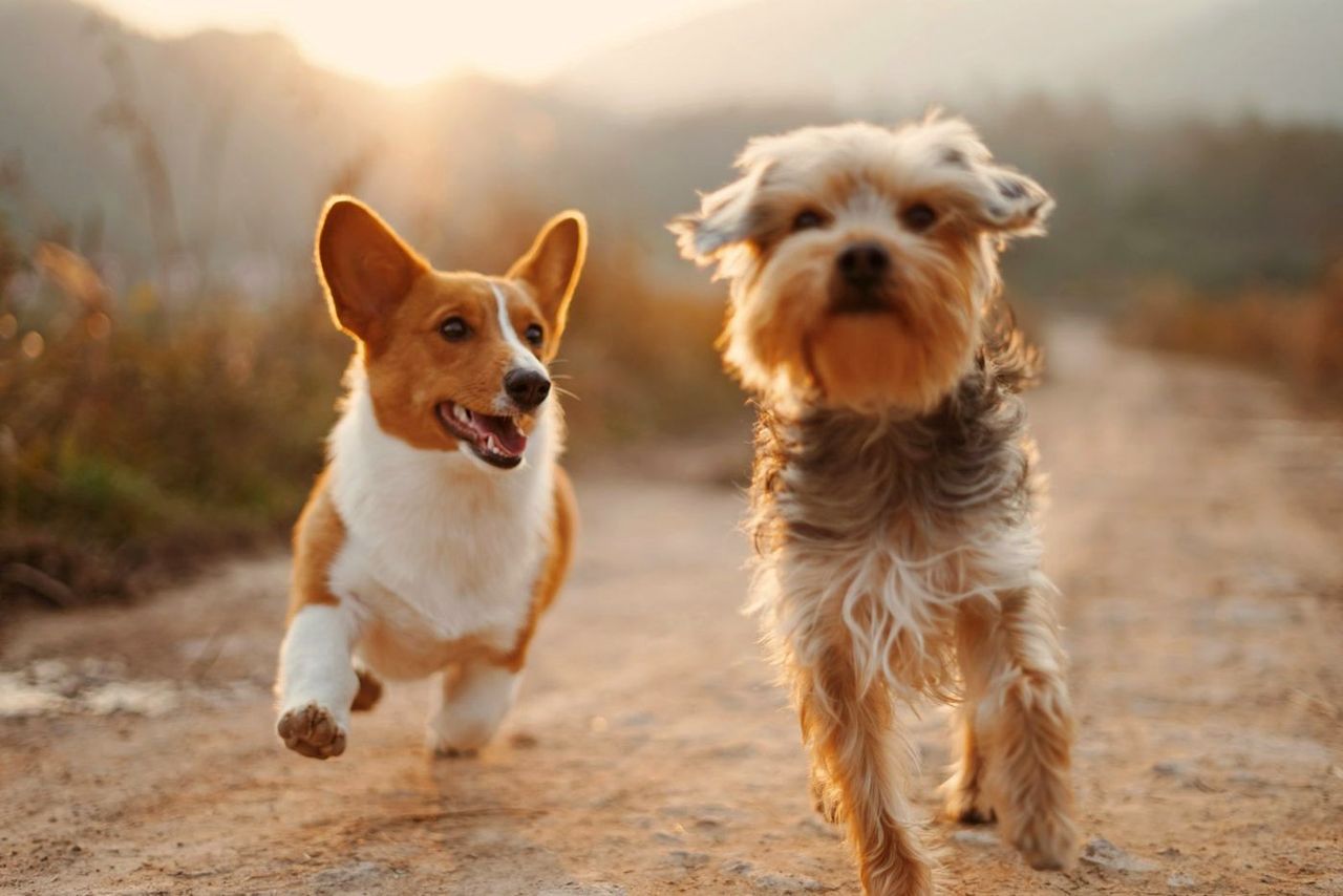 Corgi and terrier running along a country path at sunset