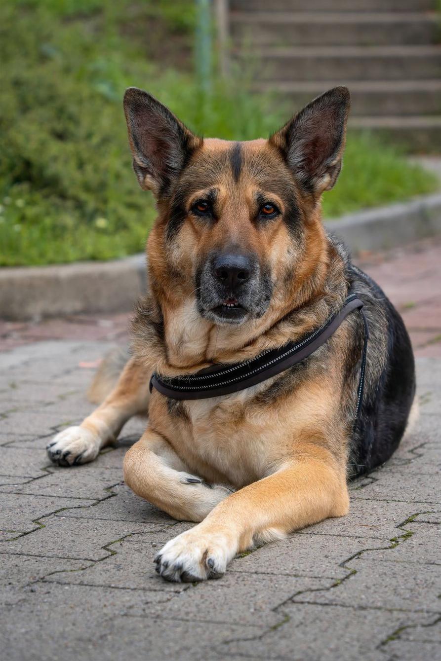 German Shepherd lying on a paved path in harness