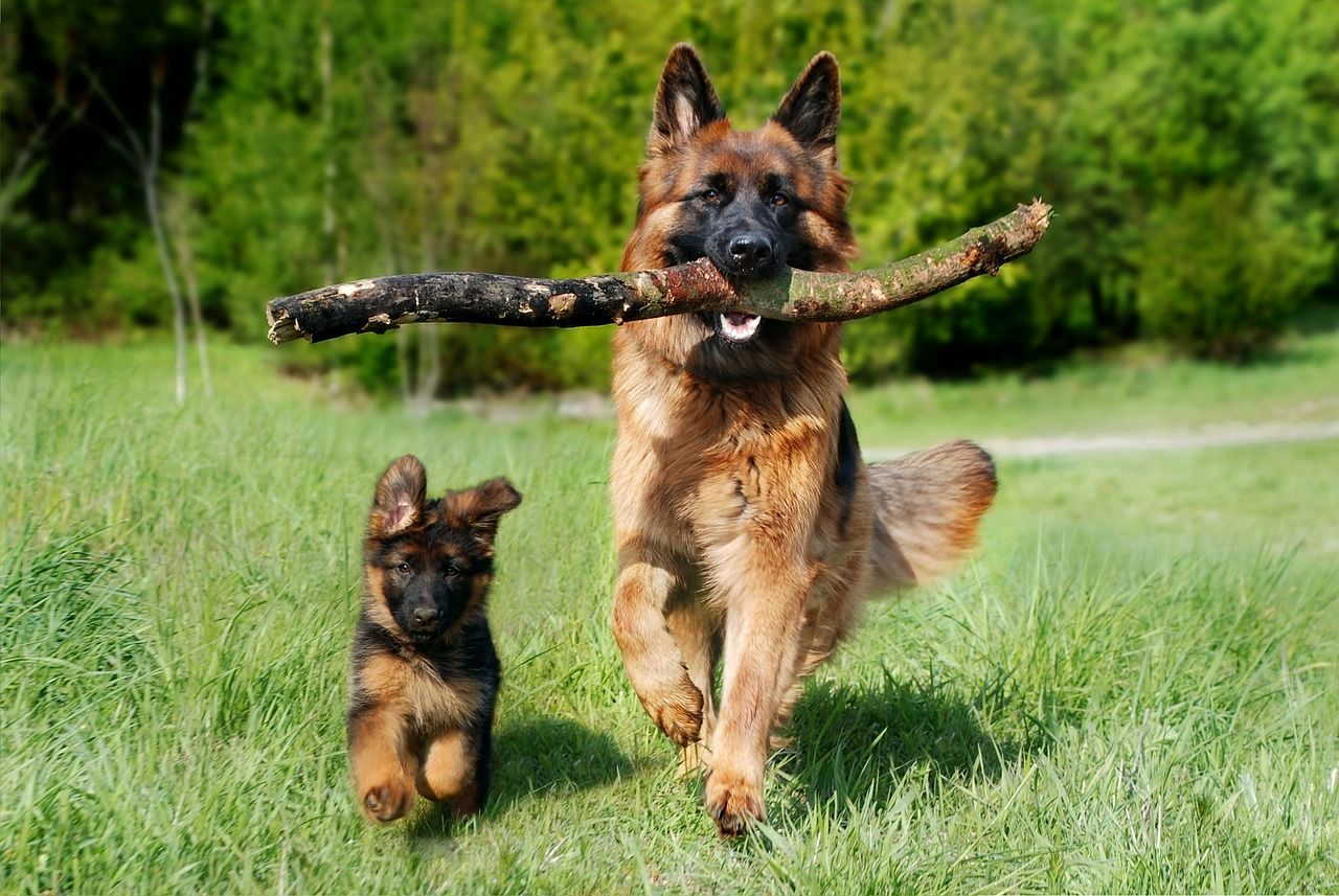 German Shepherd and a puppy carrying a stick across a lawn