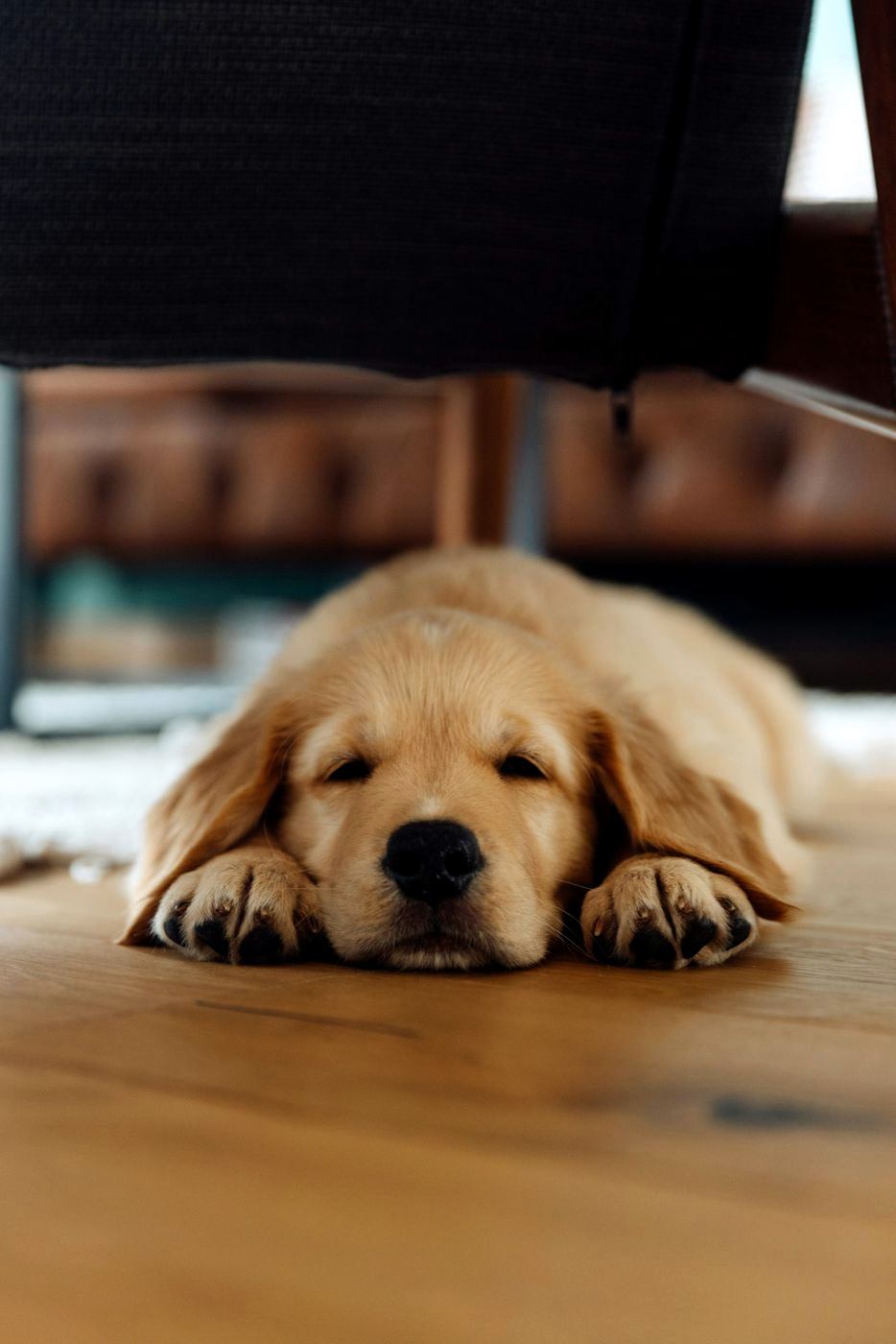 Golden puppy sleeping on a wooden floor