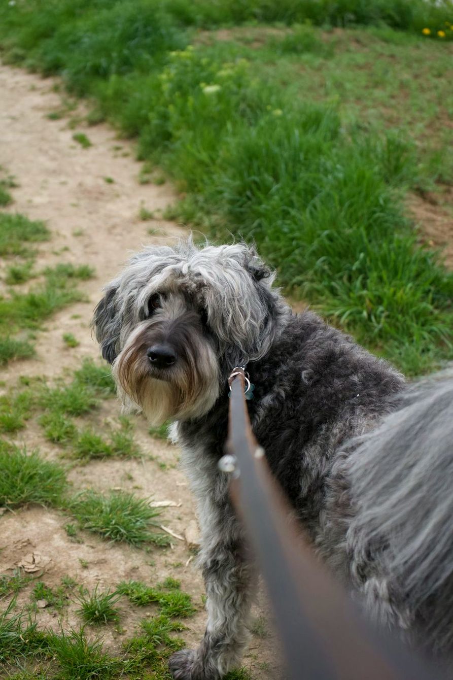 Gray scruffy dog on a leash on a hillside path