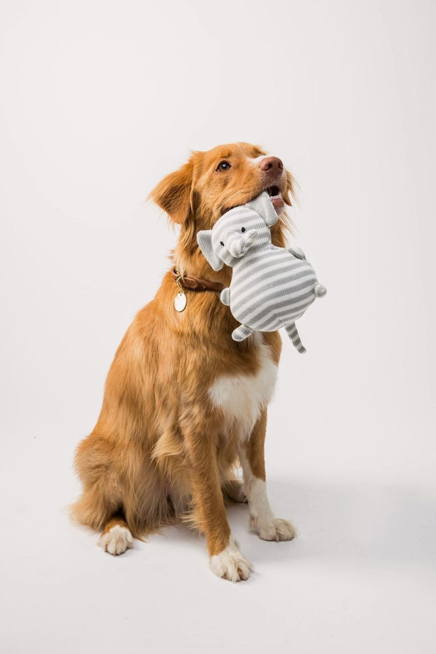 Retriever sitting with a plush toy on a white backdrop