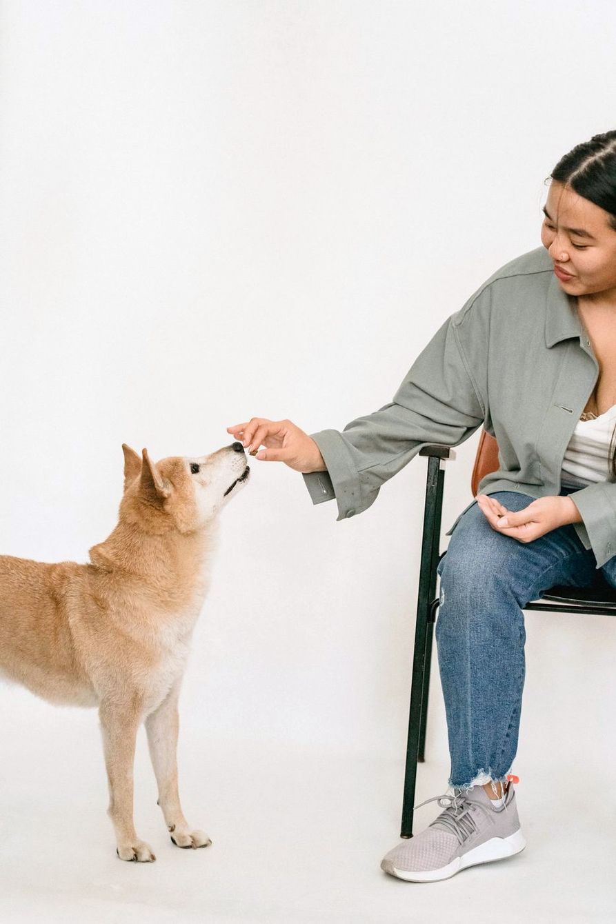 A woman rewarding a Shiba Inu with a treat on a white backdrop